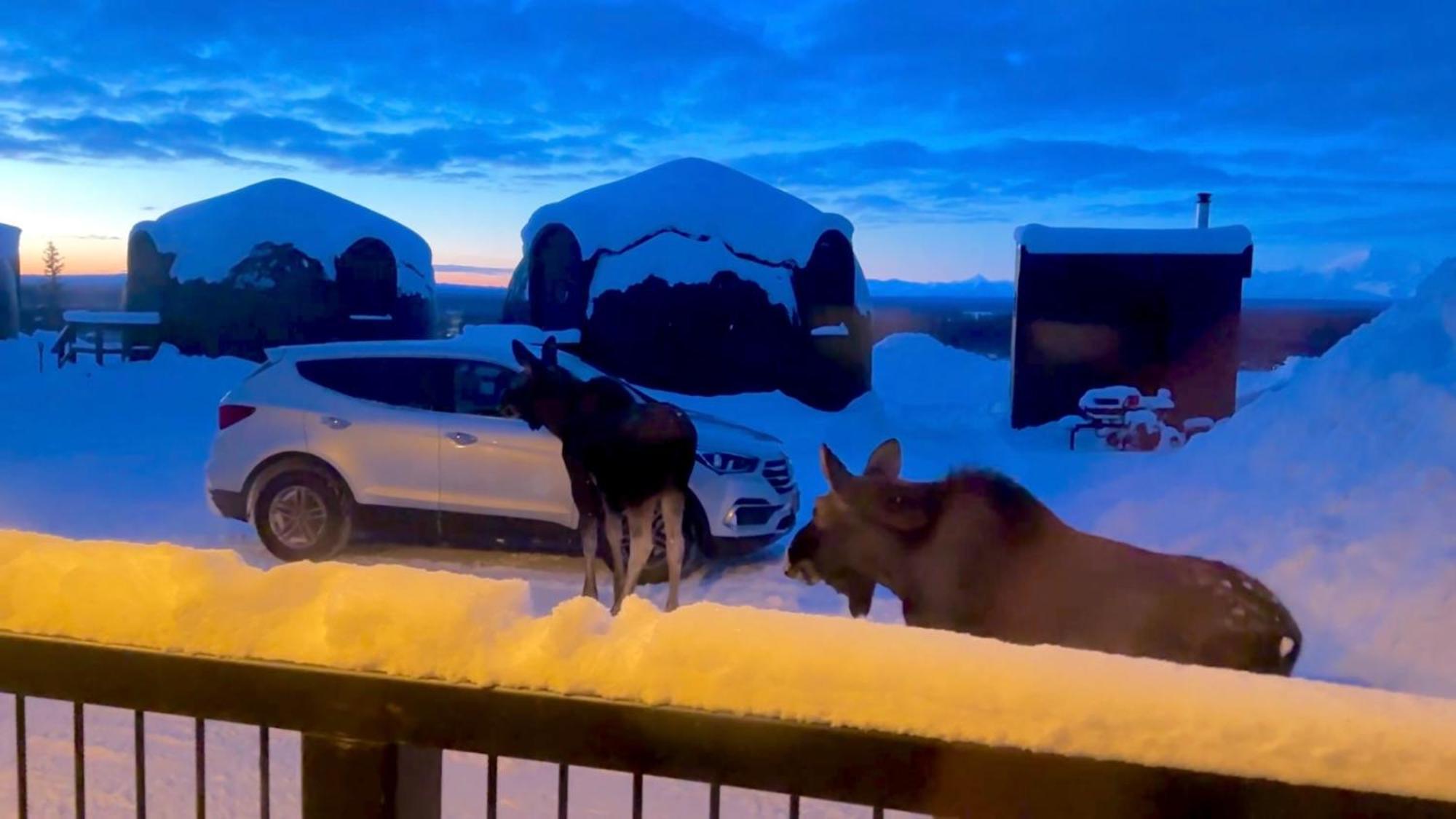Talkeetna Aerie Adventure Lodge Экстерьер фото